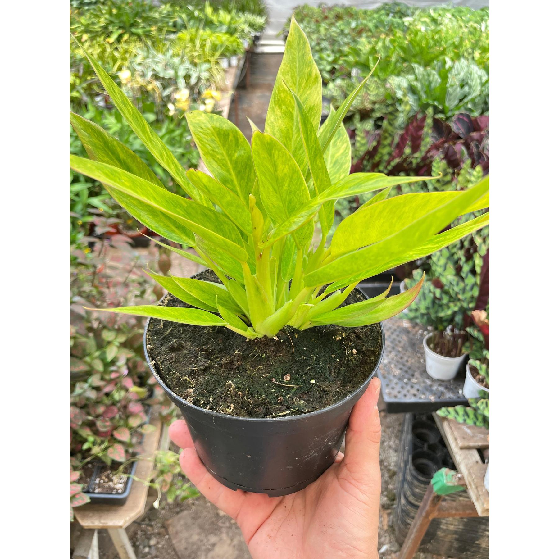Philodendron 'Calkins Gold'-Indoor Plants-The Succulent Source