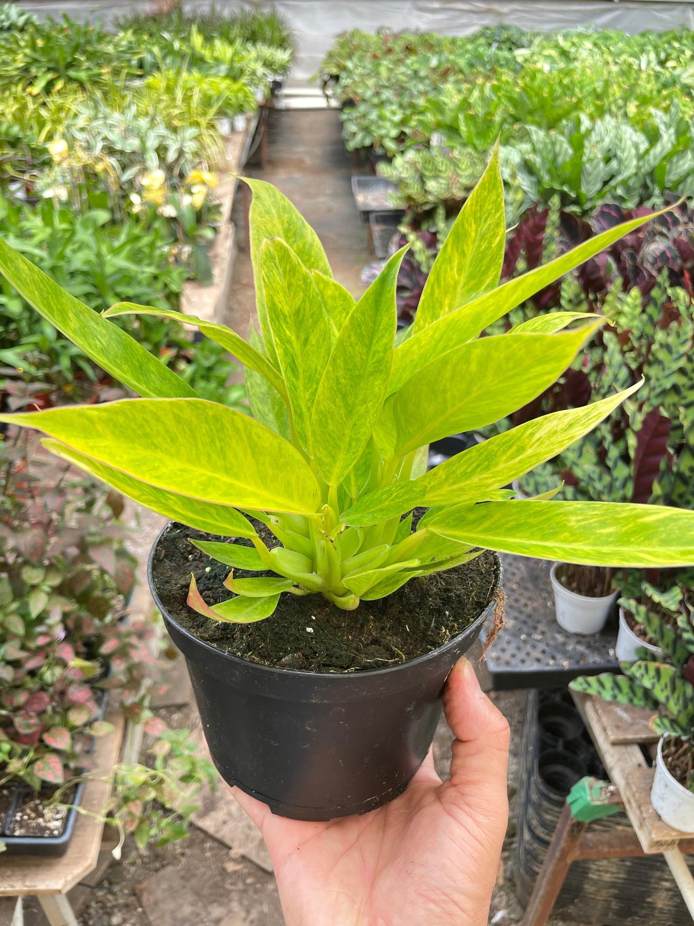 Philodendron 'Calkins Gold'-Indoor Plants-The Succulent Source