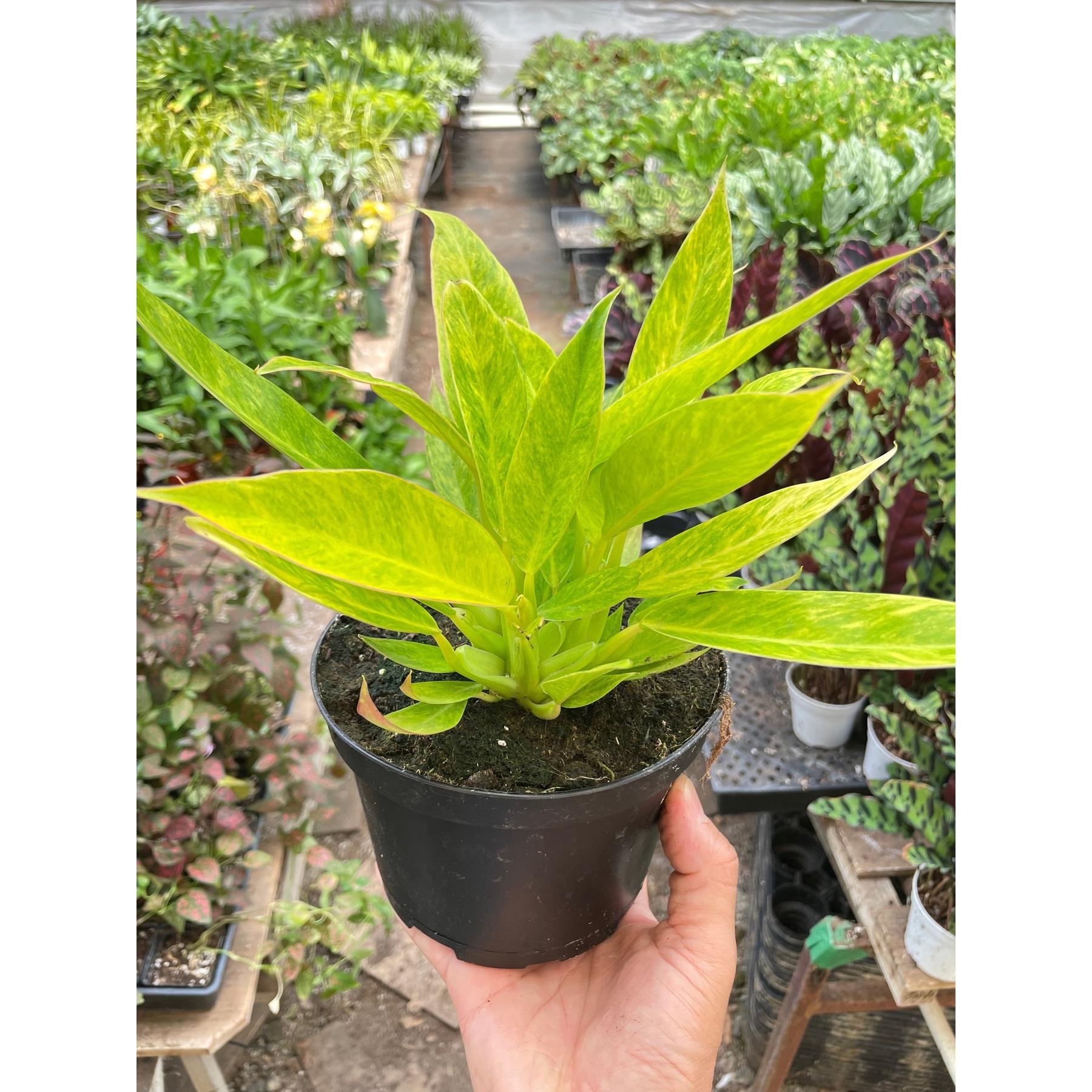 Philodendron 'Calkins Gold'-Indoor Plants-The Succulent Source