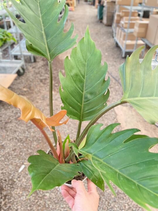 Philodendron Caramel Pluto-Indoor Plants-The Succulent Source