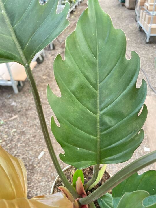 Philodendron Caramel Pluto-Indoor Plants-The Succulent Source