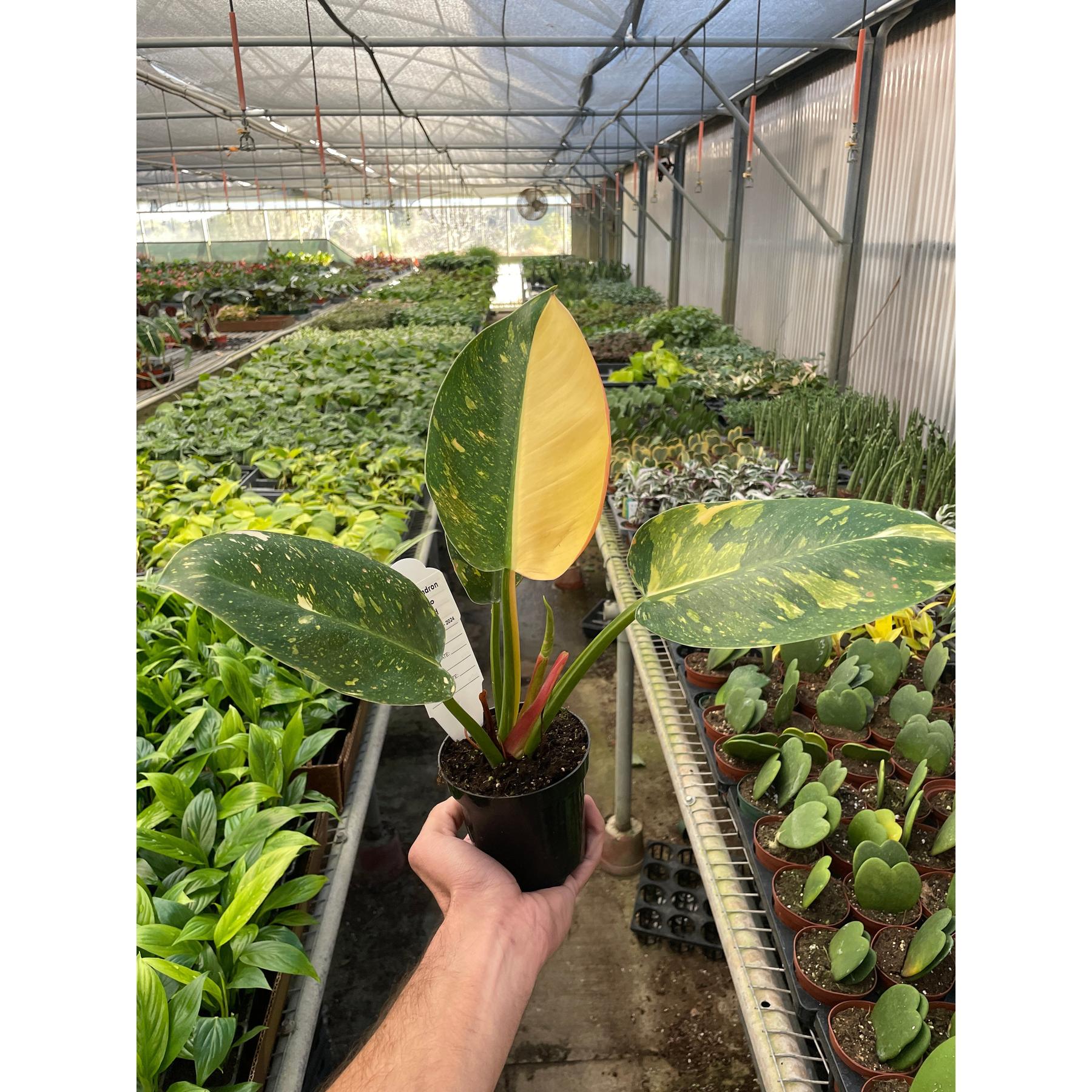 Philodendron 'Congo Green Variegated'-Indoor Plants-The Succulent Source