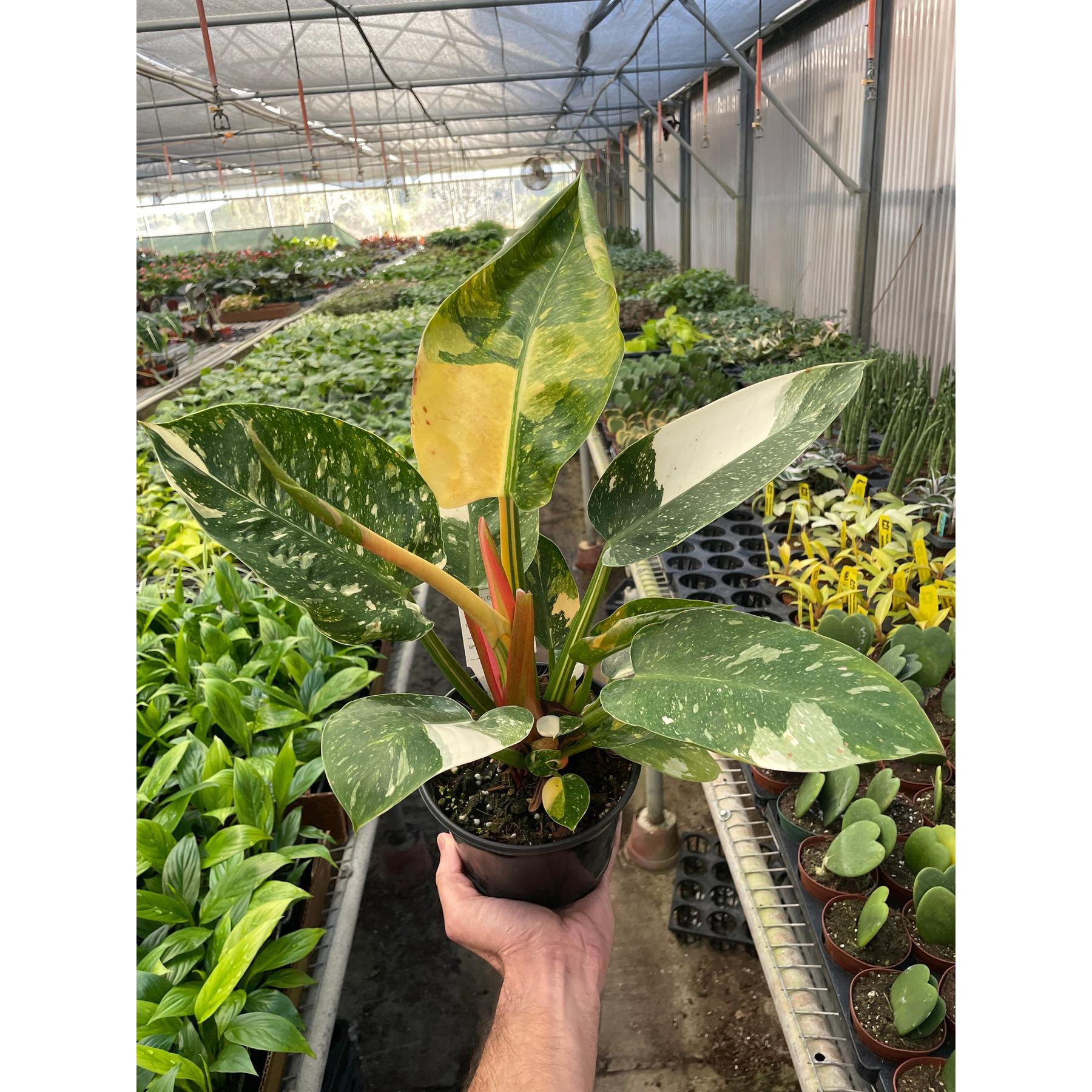Philodendron 'Congo Green Variegated'-Indoor Plants-The Succulent Source