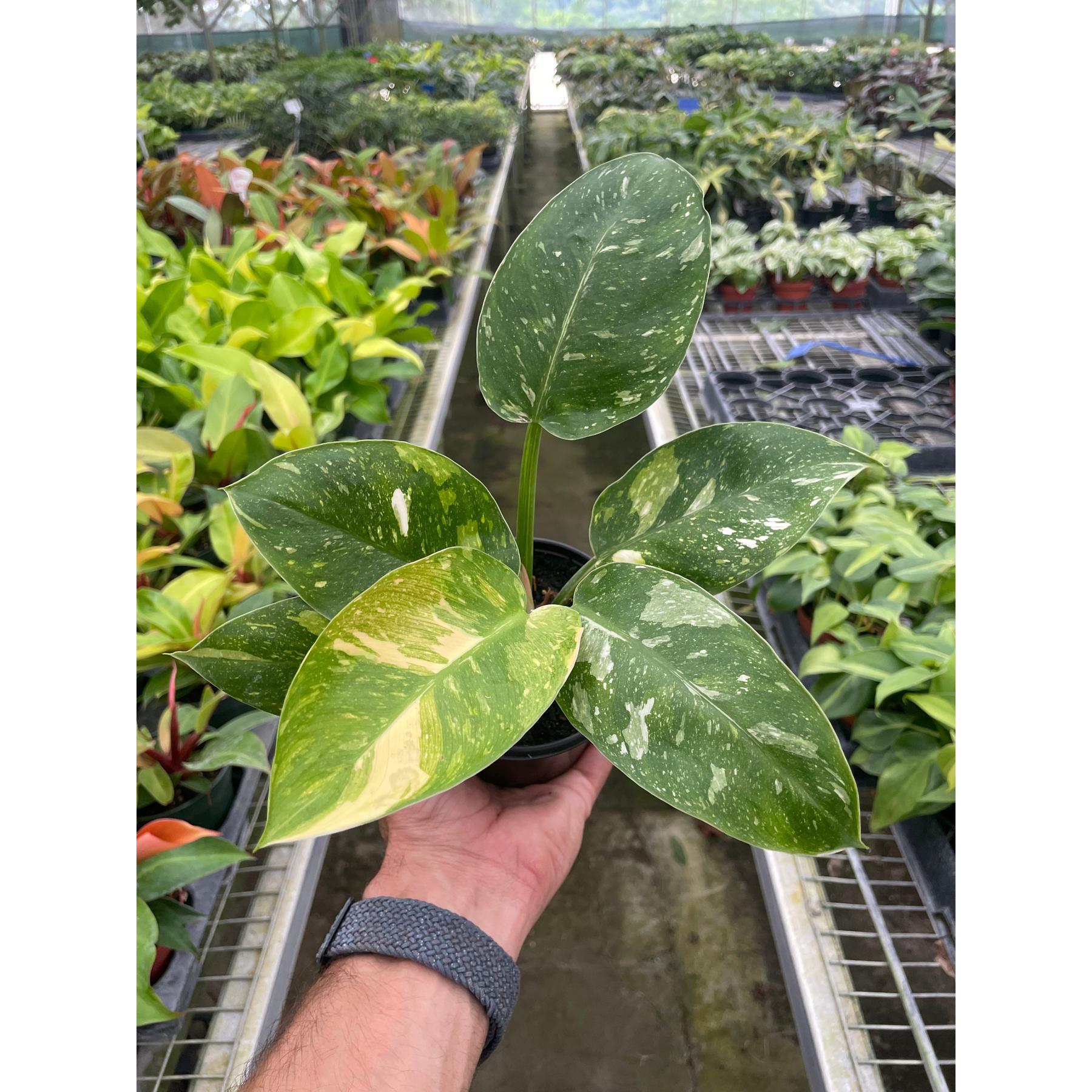 Philodendron 'Congo Nuclear'-Indoor Plants-The Succulent Source