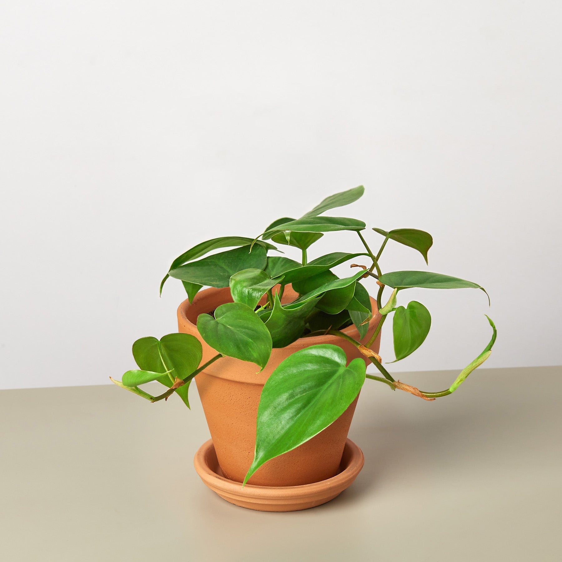 Philodendron Cordatum 'Heartleaf'-Indoor Plants-The Succulent Source