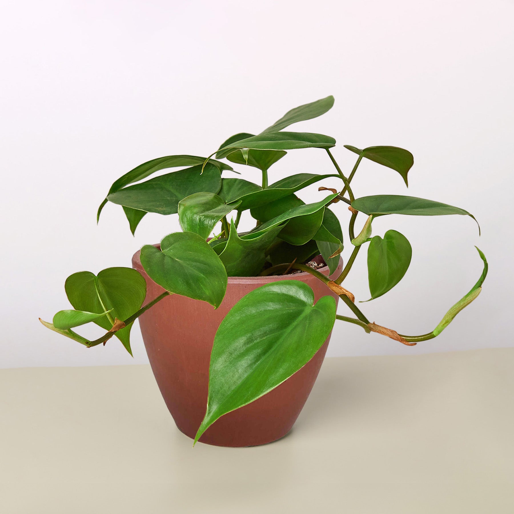 Philodendron Cordatum 'Heartleaf'-Indoor Plants-The Succulent Source
