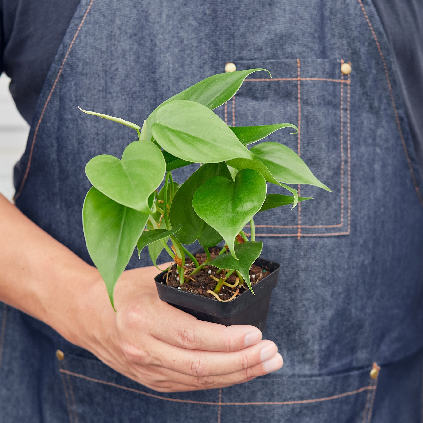 Philodendron Cordatum 'Heartleaf'-Indoor Plants-The Succulent Source