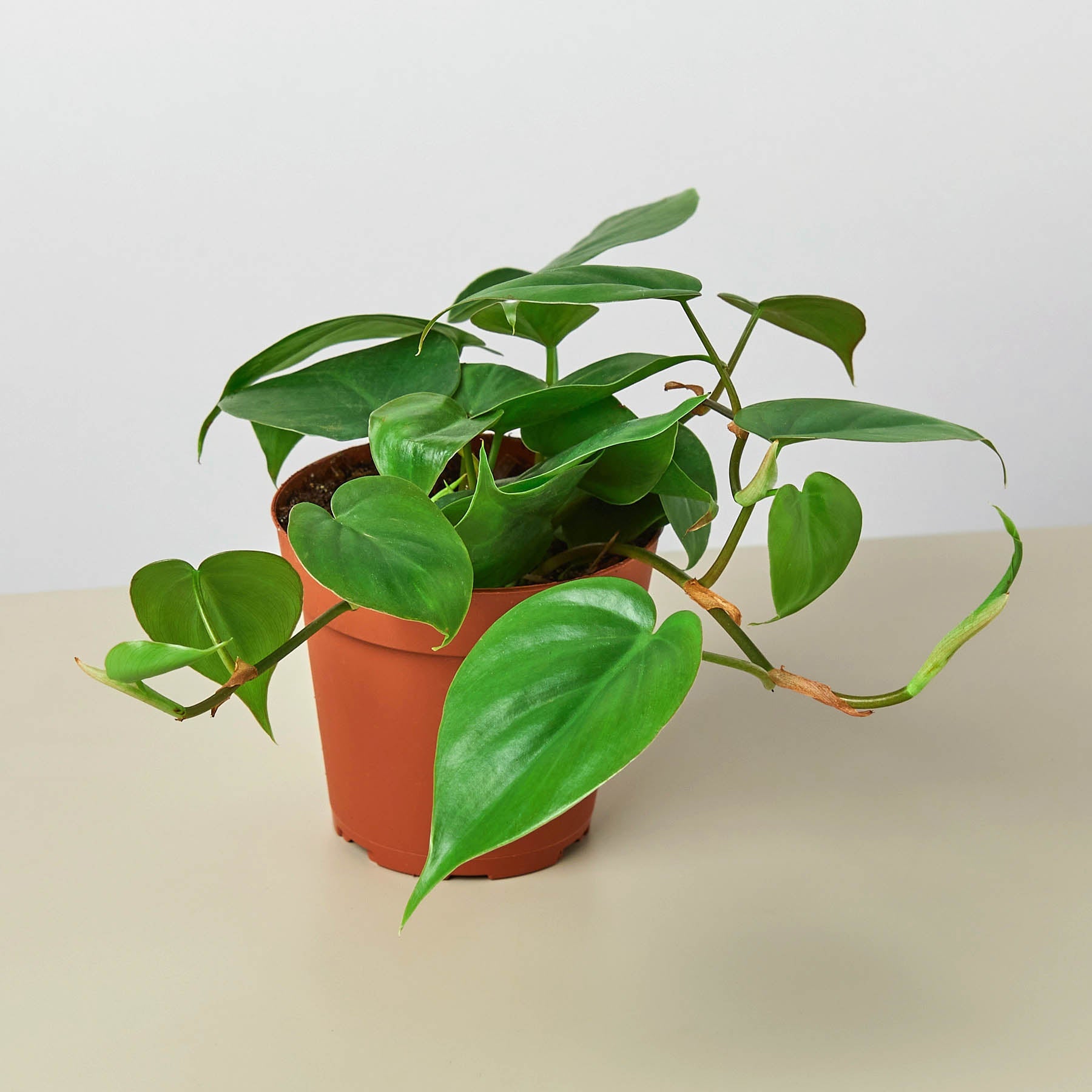 Philodendron Cordatum 'Heartleaf'-Indoor Plants-The Succulent Source