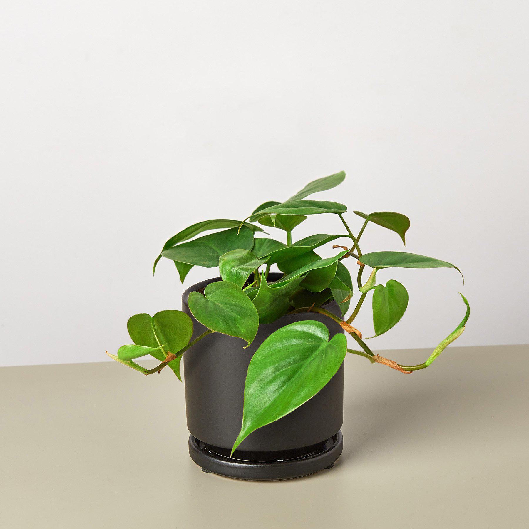 Philodendron Cordatum 'Heartleaf'-Indoor Plants-The Succulent Source