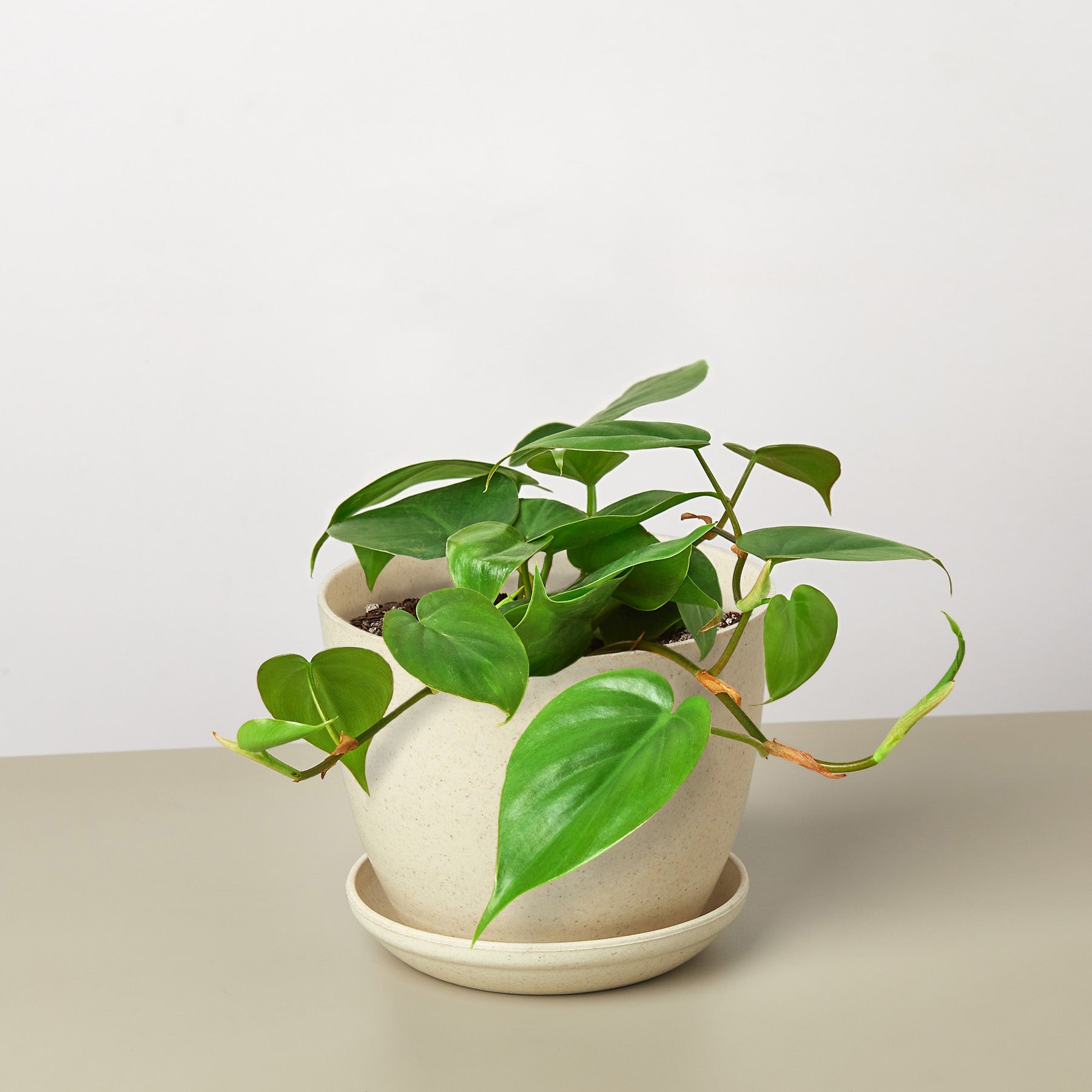 Philodendron Cordatum 'Heartleaf'-Indoor Plants-The Succulent Source
