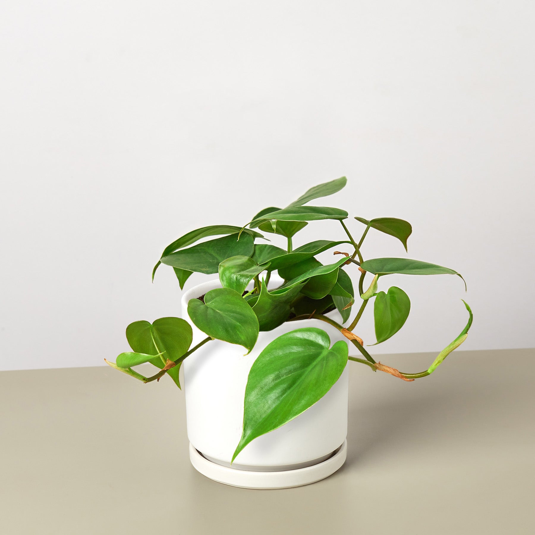 Philodendron Cordatum 'Heartleaf'-Indoor Plants-The Succulent Source