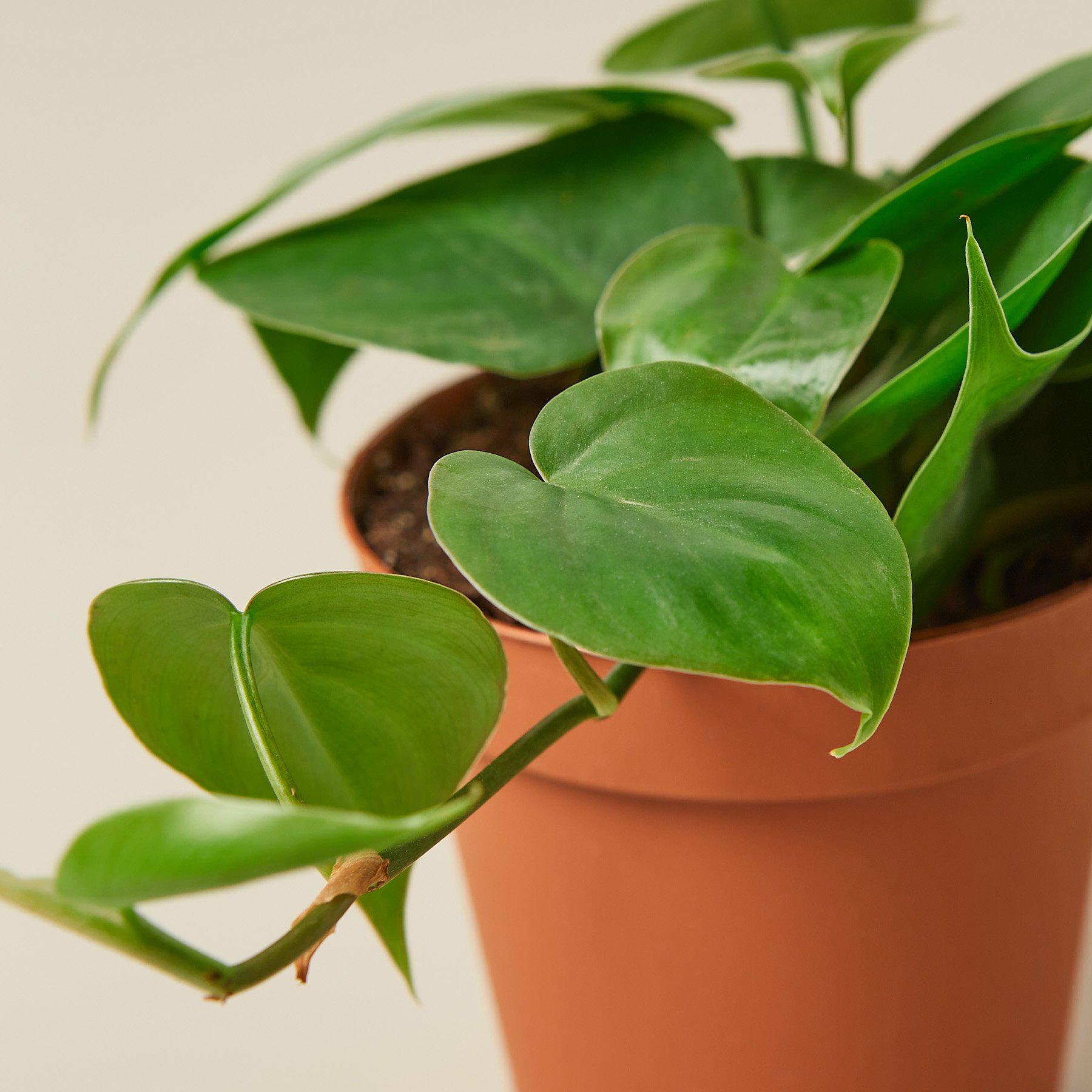 Philodendron Cordatum 'Heartleaf'-Indoor Plants-The Succulent Source
