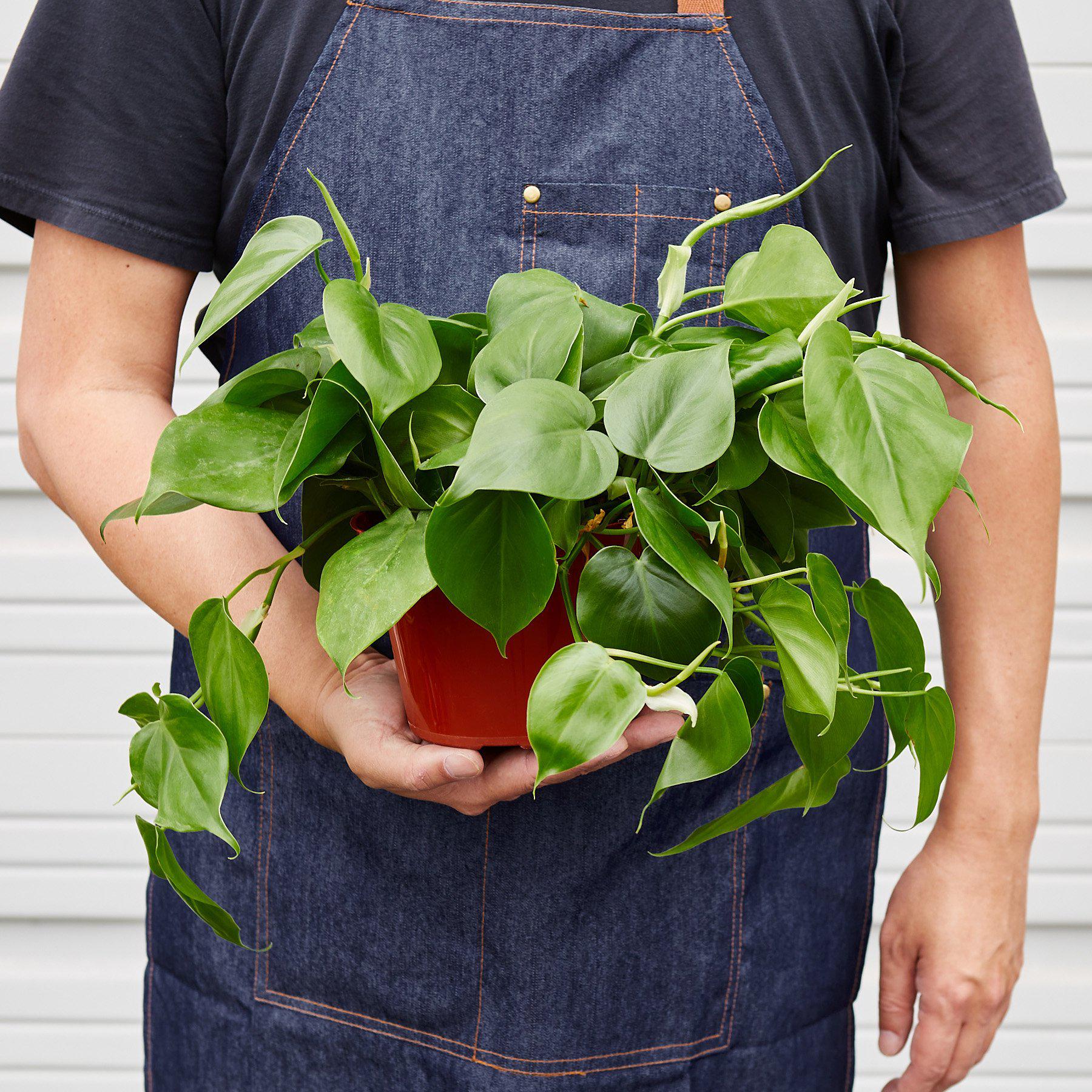 Philodendron Cordatum 'Heartleaf'-Indoor Plants-The Succulent Source