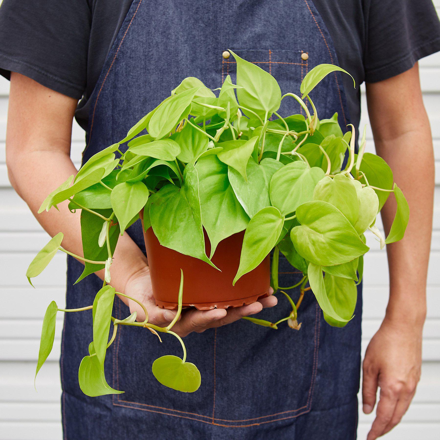 Philodendron Cordatum 'Neon'-Indoor Plants-The Succulent Source