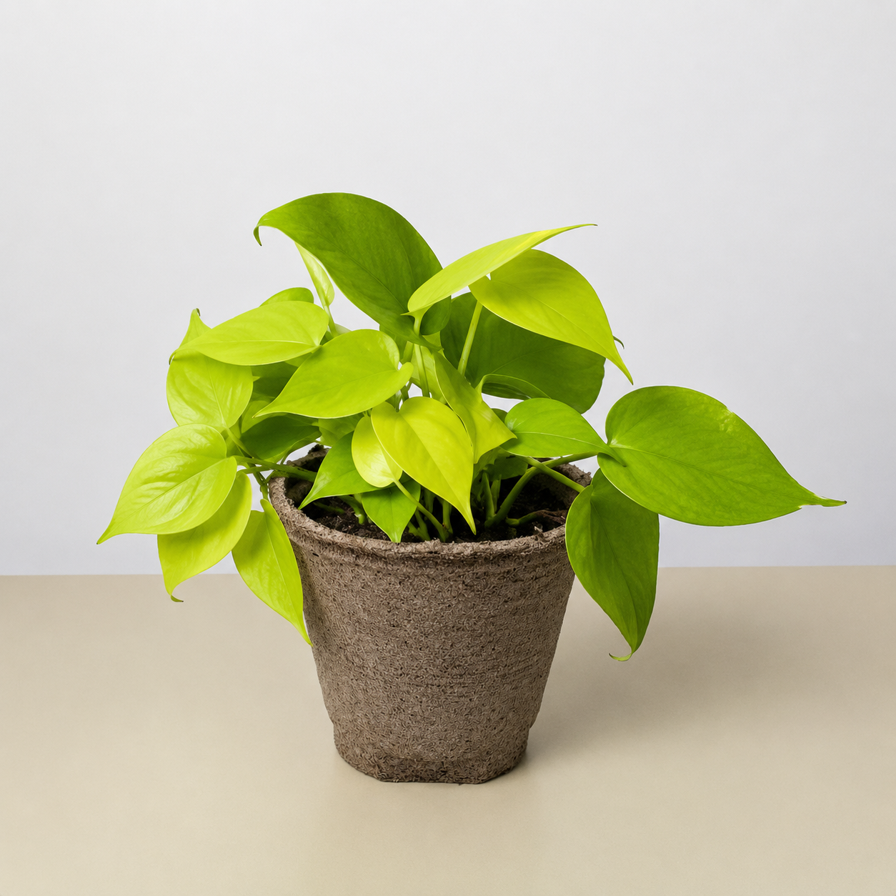 Philodendron Cordatum 'Neon'-Indoor Plants-The Succulent Source