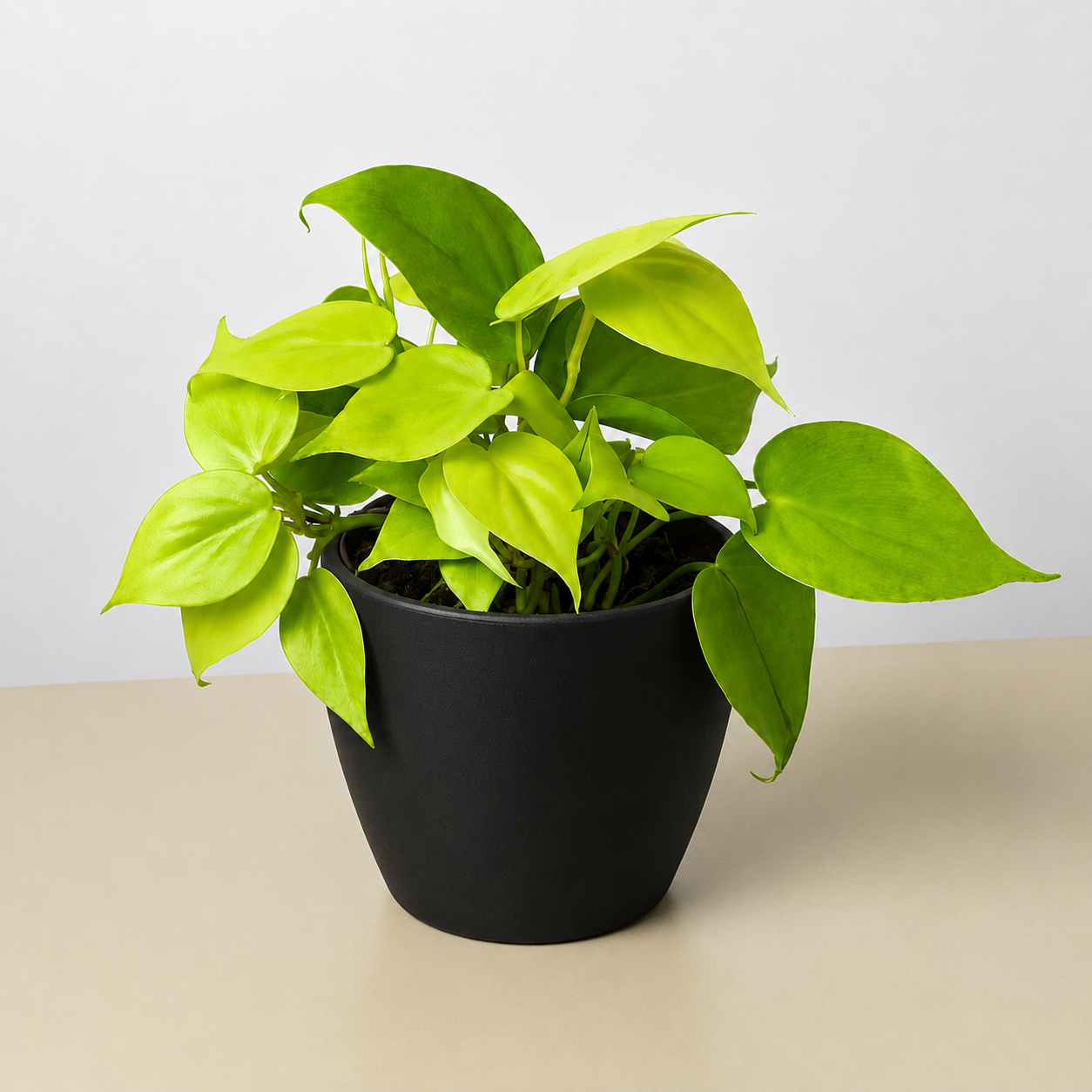 Philodendron Cordatum 'Neon'-Indoor Plants-The Succulent Source