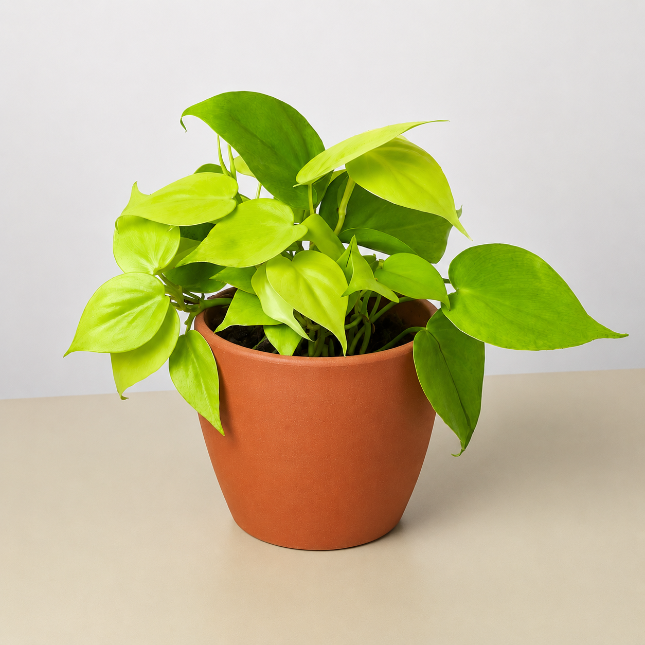 Philodendron Cordatum 'Neon'-Indoor Plants-The Succulent Source