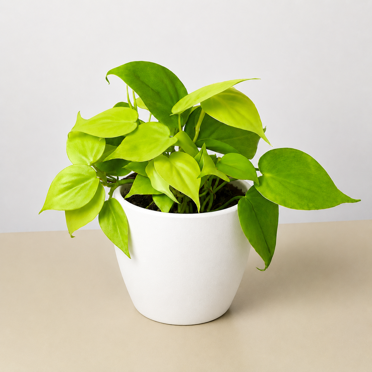 Philodendron Cordatum 'Neon'-Indoor Plants-The Succulent Source
