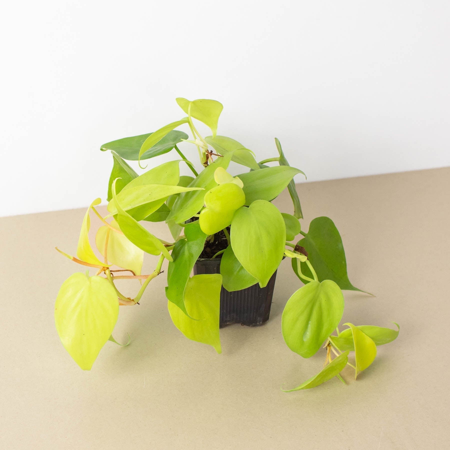 Philodendron Cordatum 'Neon'-Indoor Plants-The Succulent Source