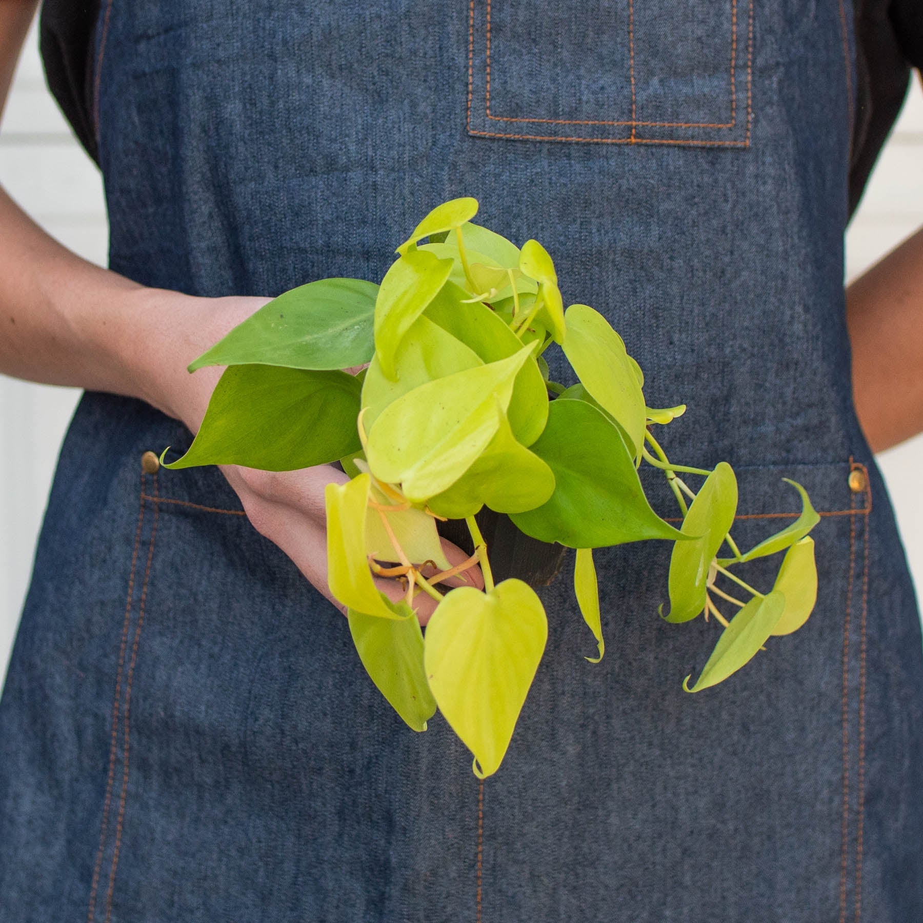Philodendron Cordatum 'Neon'-Indoor Plants-The Succulent Source