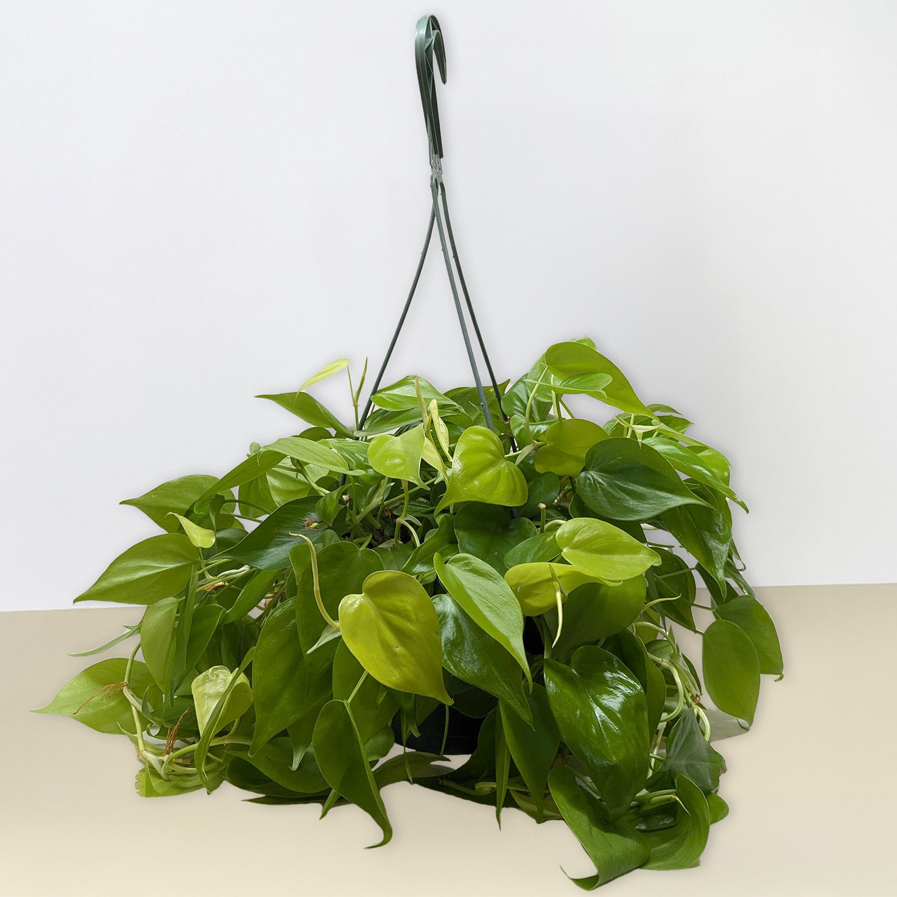 Philodendron Cordatum 'Neon'-Indoor Plants-The Succulent Source