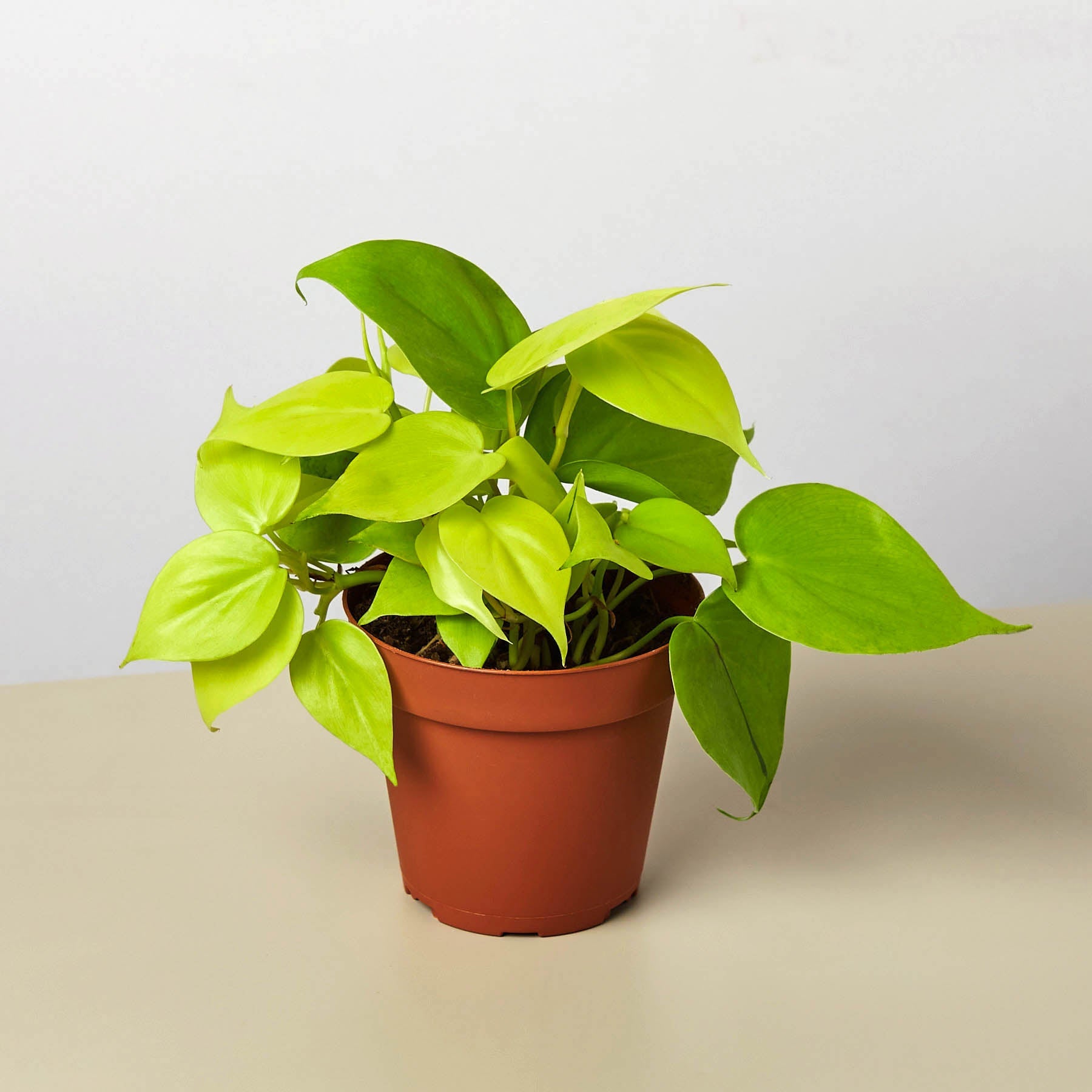 Philodendron Cordatum 'Neon'-Indoor Plants-The Succulent Source