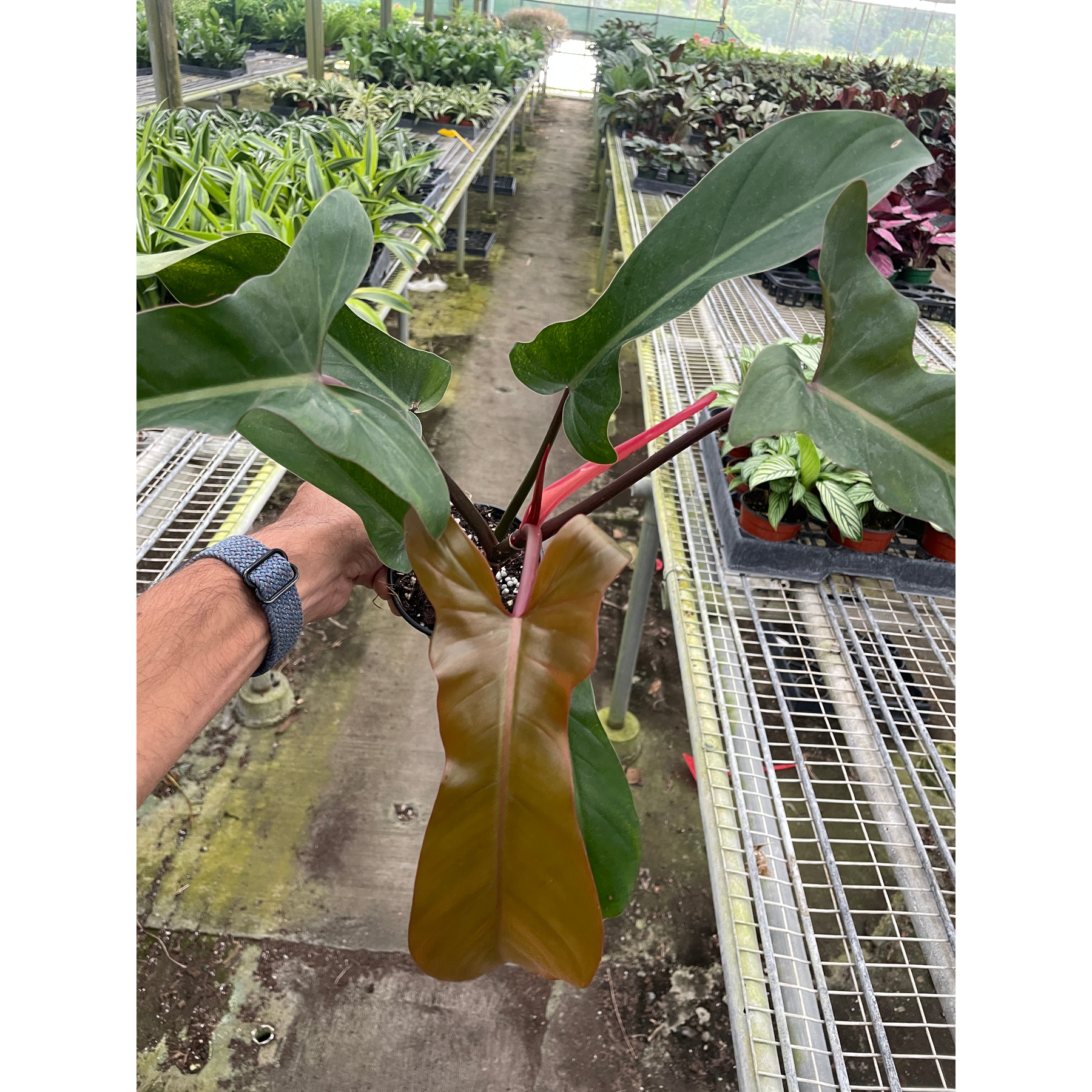 Philodendron 'Florida Bronze'-Indoor Plants-The Succulent Source