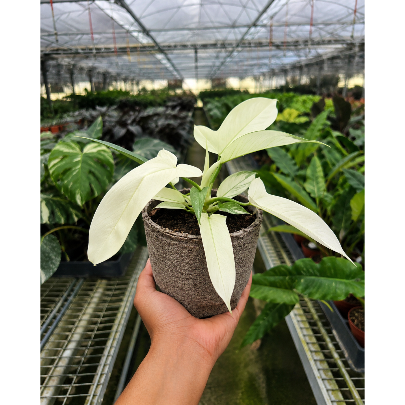 Philodendron 'Florida Ghost'-Indoor Plants-The Succulent Source