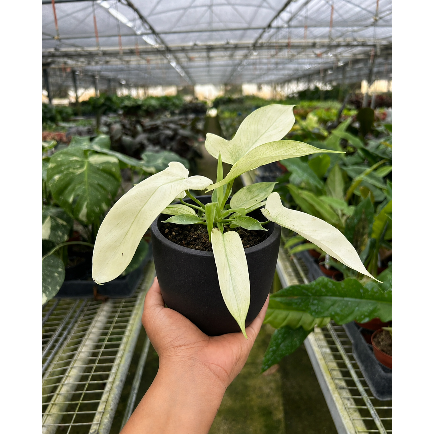 Philodendron 'Florida Ghost'-Indoor Plants-The Succulent Source