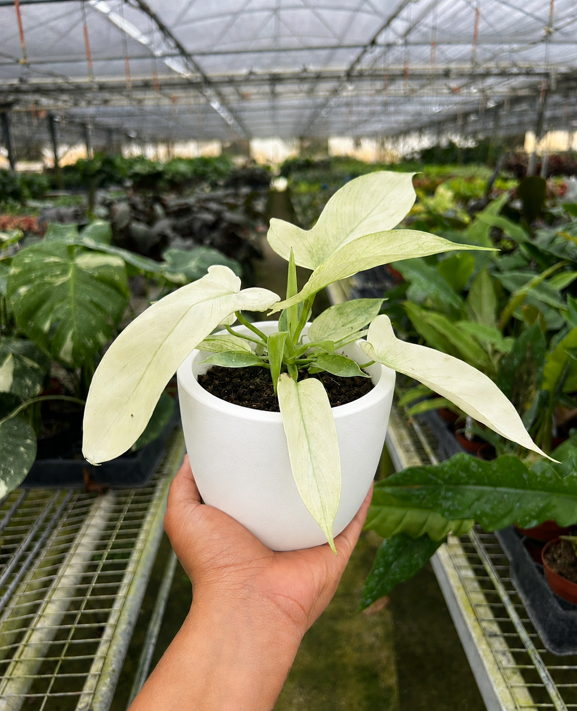 Philodendron 'Florida Ghost'-Indoor Plants-The Succulent Source