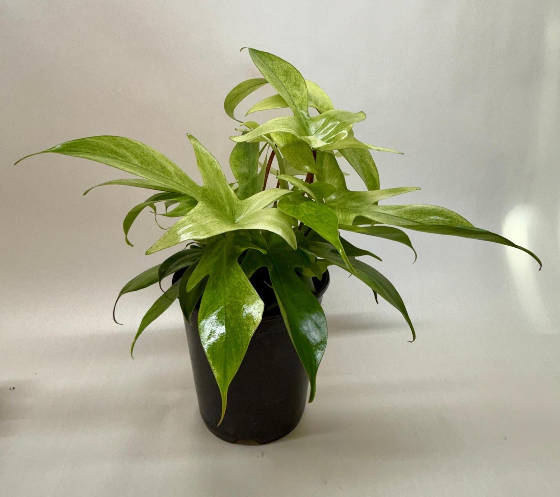 Philodendron 'Florida Ghost'-Indoor Plants-The Succulent Source