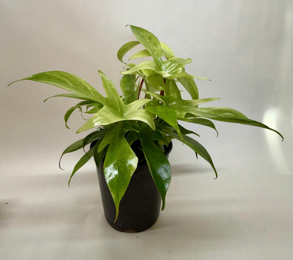 philodendron florida ghost etsy Philodendron 'Florida Ghost'