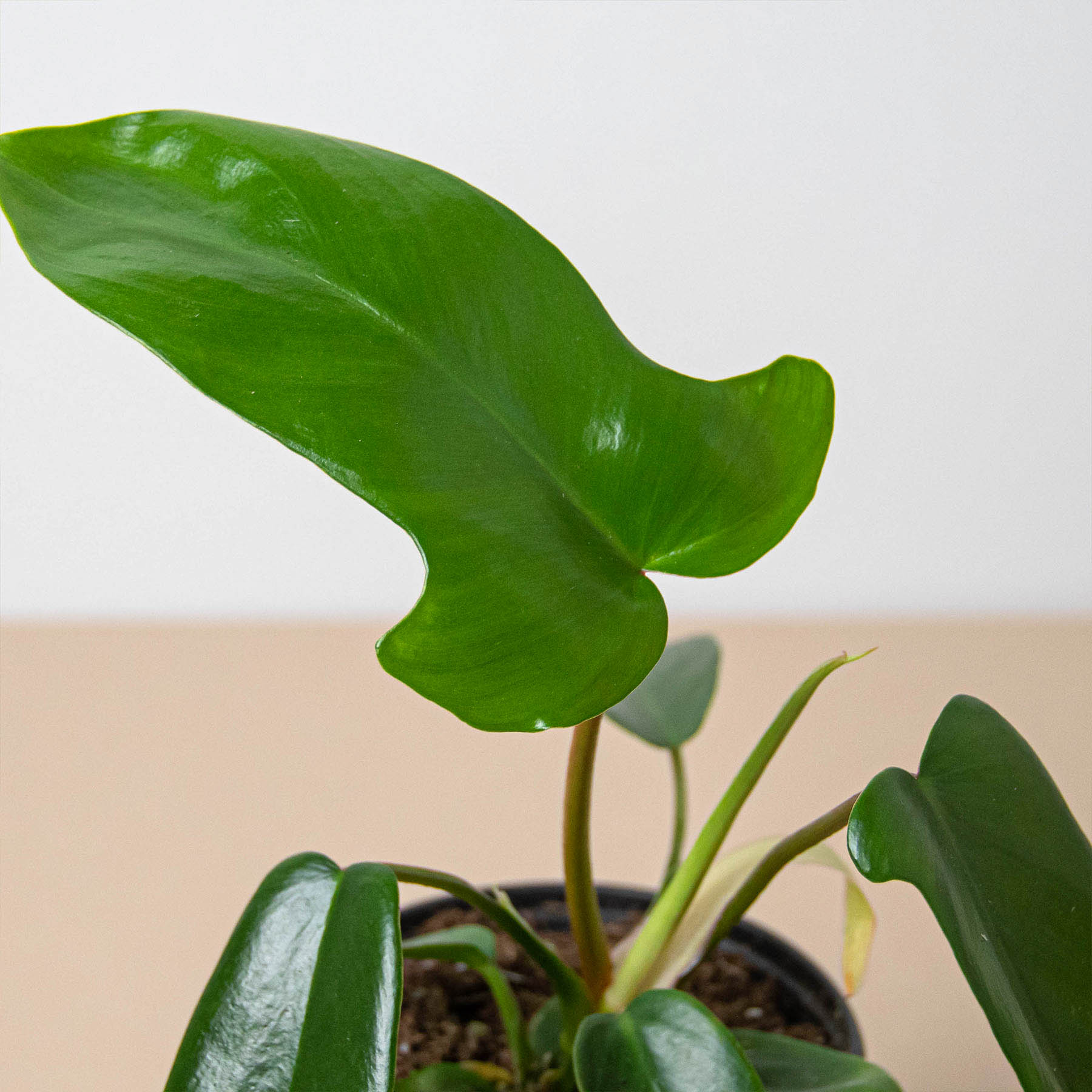 Philodendron 'Florida Green'-Indoor Plants-The Succulent Source