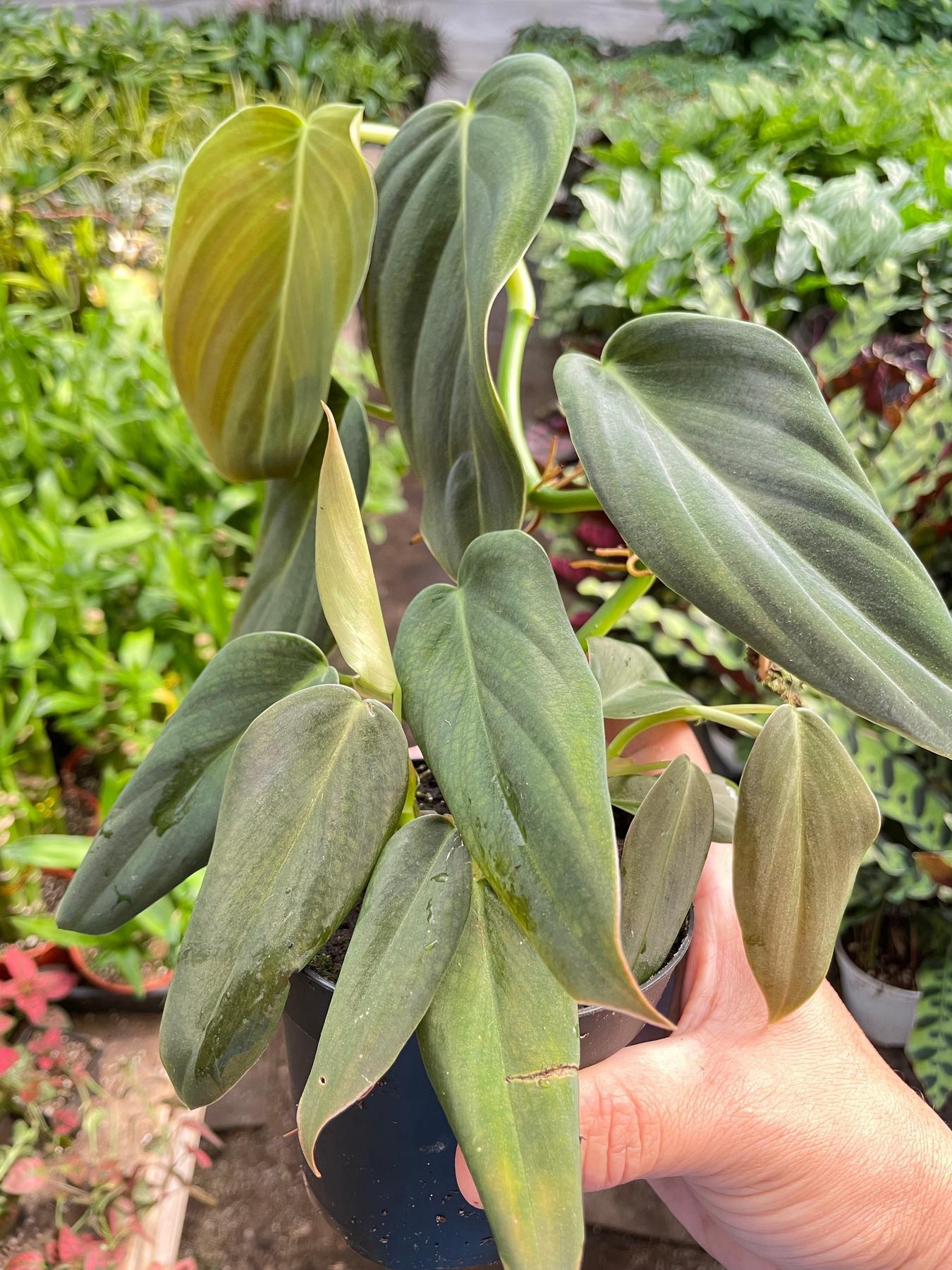 Philodendron Gigas-The Succulent Source