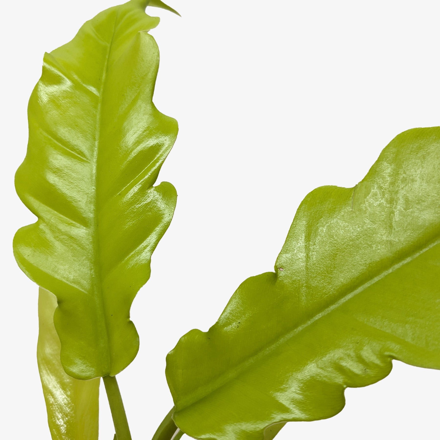 Philodendron 'Golden Crocodile'-Indoor Plants-The Succulent Source