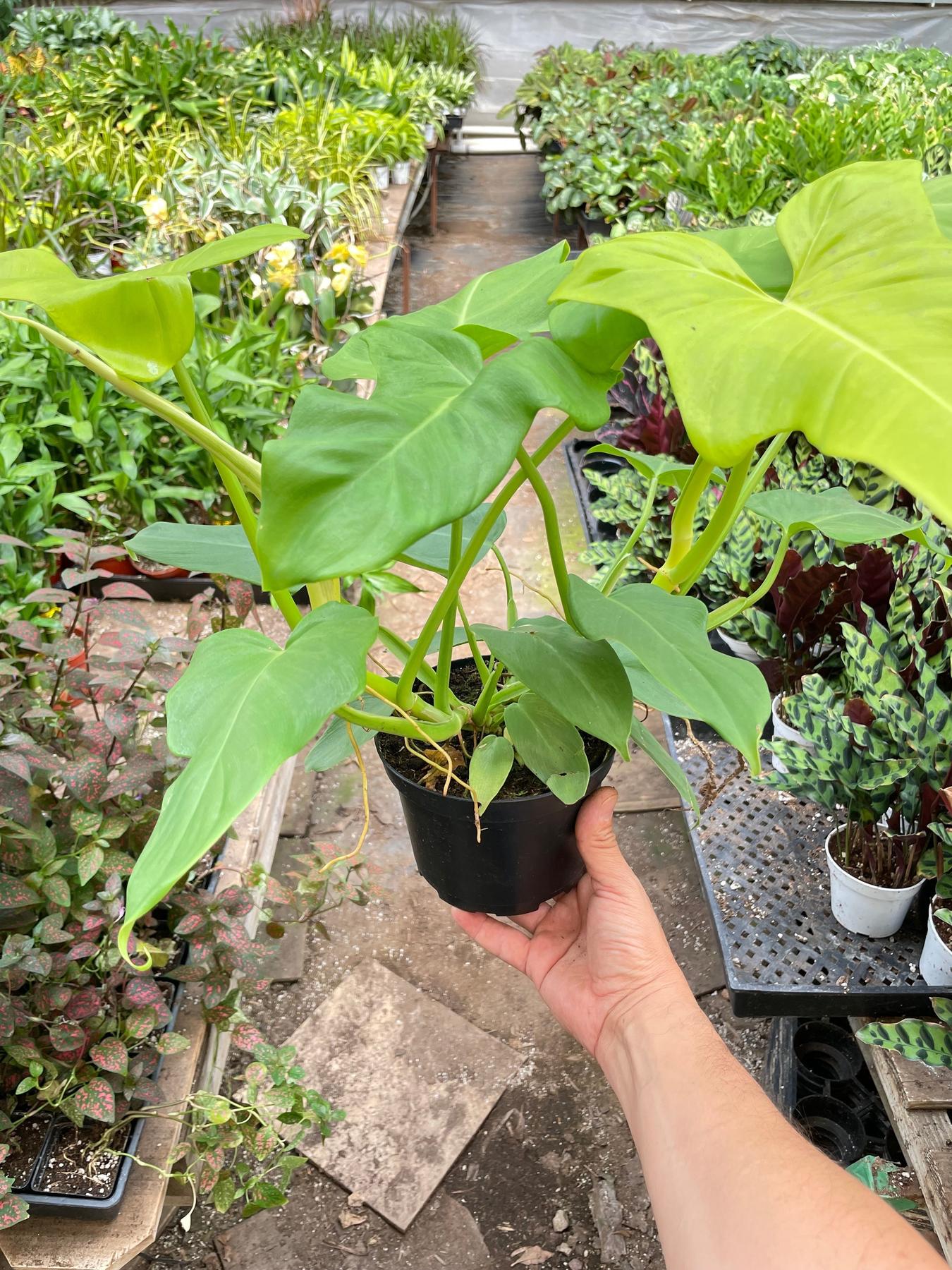 Philodendron 'Golden Dragon'-Indoor Plants-The Succulent Source