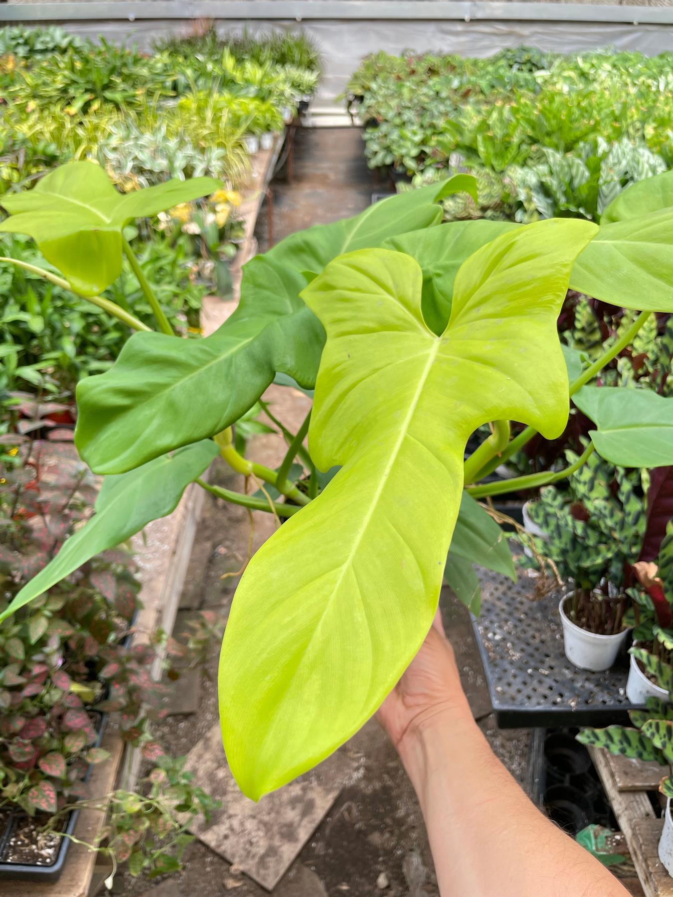 Philodendron 'Golden Dragon'-Indoor Plants-The Succulent Source
