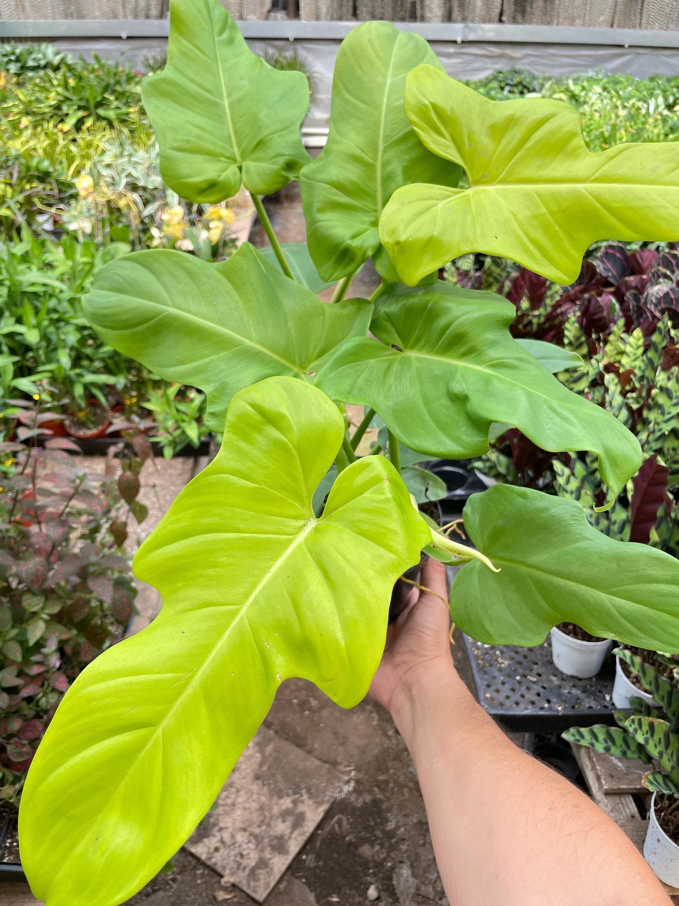 Philodendron 'Golden Dragon'-Indoor Plants-The Succulent Source