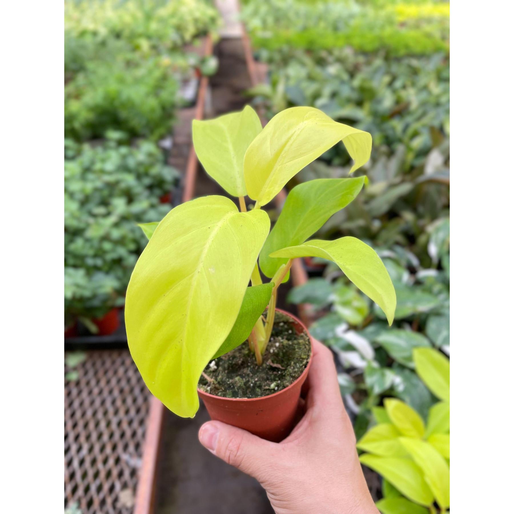 Philodendron Golden Goddess - 4" Pot-Indoor Plants-The Succulent Source