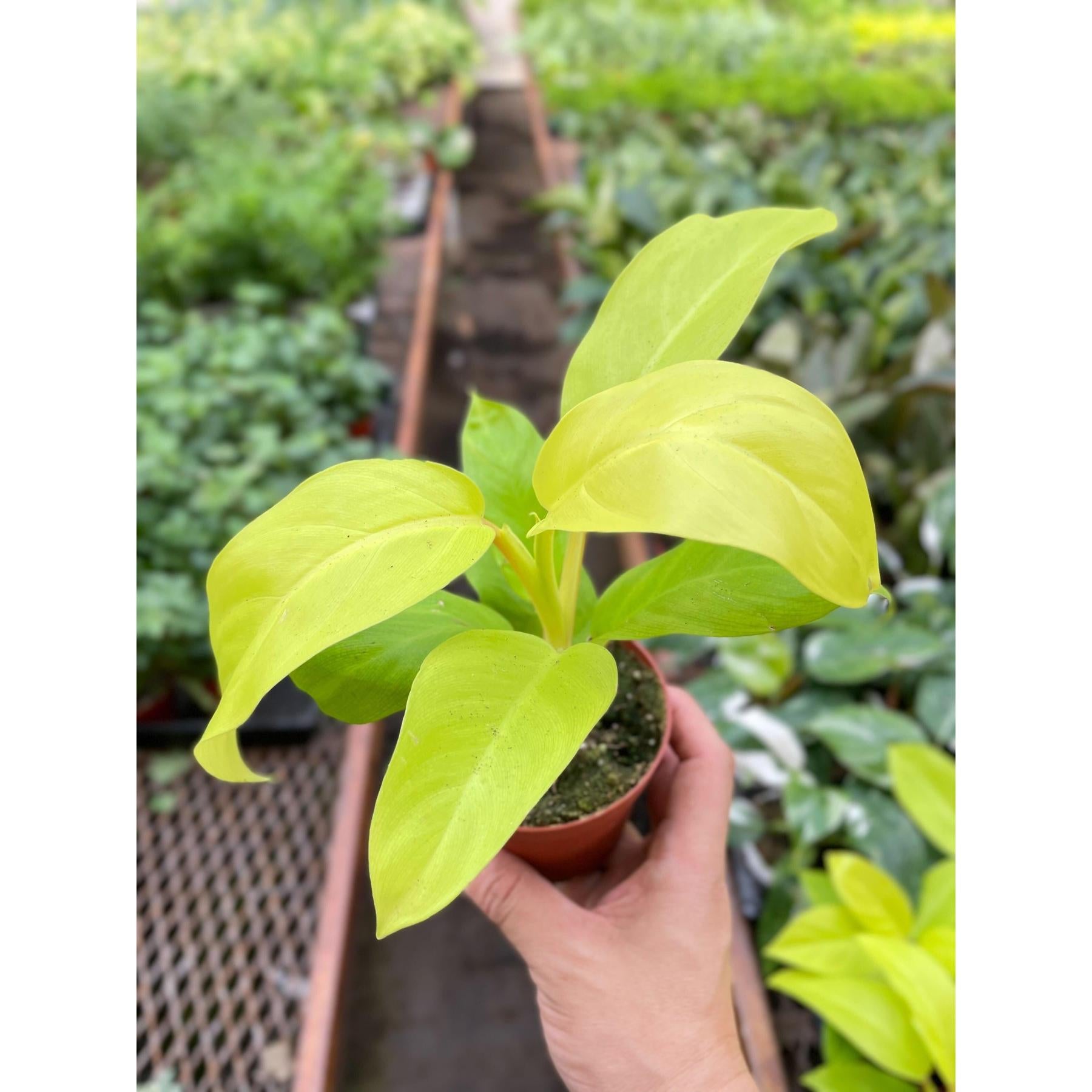 Philodendron Golden Goddess - 4" Pot-Indoor Plants-The Succulent Source