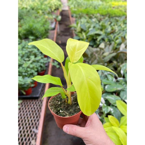 green goddess philodendron Philodendron Golden Goddess