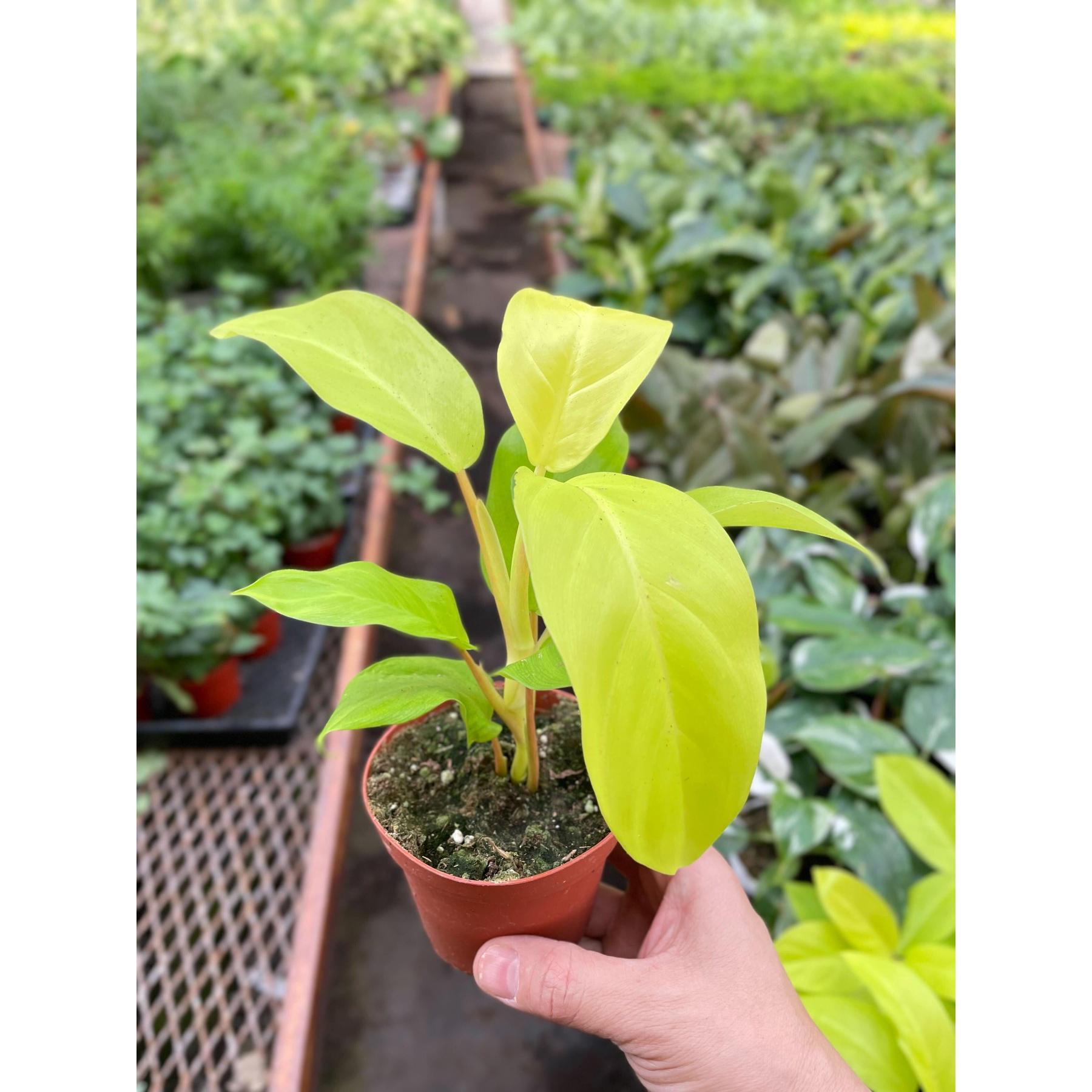 Philodendron Golden Goddess - 4" Pot-Indoor Plants-The Succulent Source