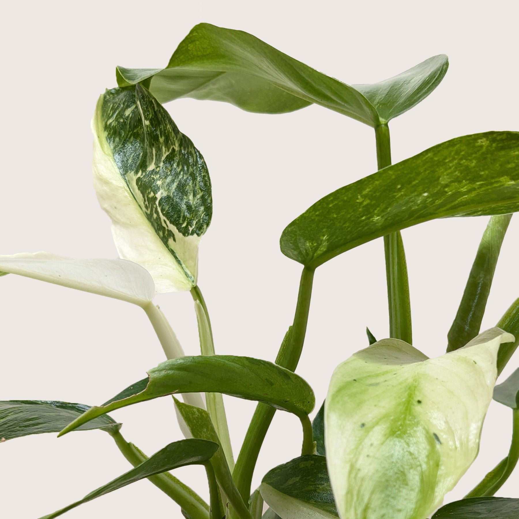 Philodendron Jose Bueno-4" Plant-The Succulent Source