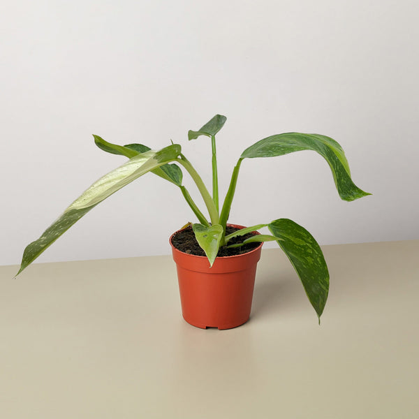 philodendron central texas Philodendron Jose Bueno
