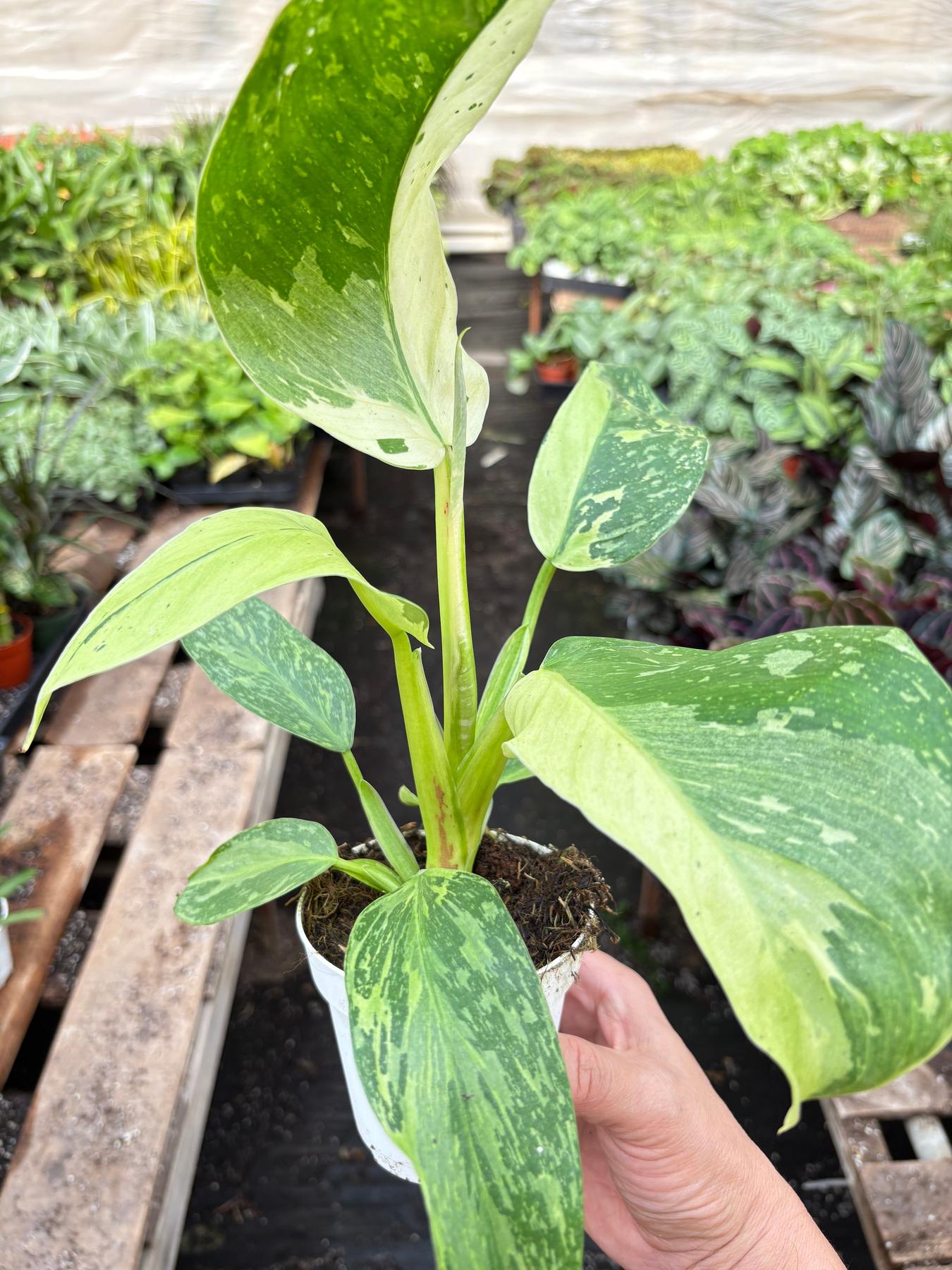Philodendron Jose Bueno-4" Plant-The Succulent Source