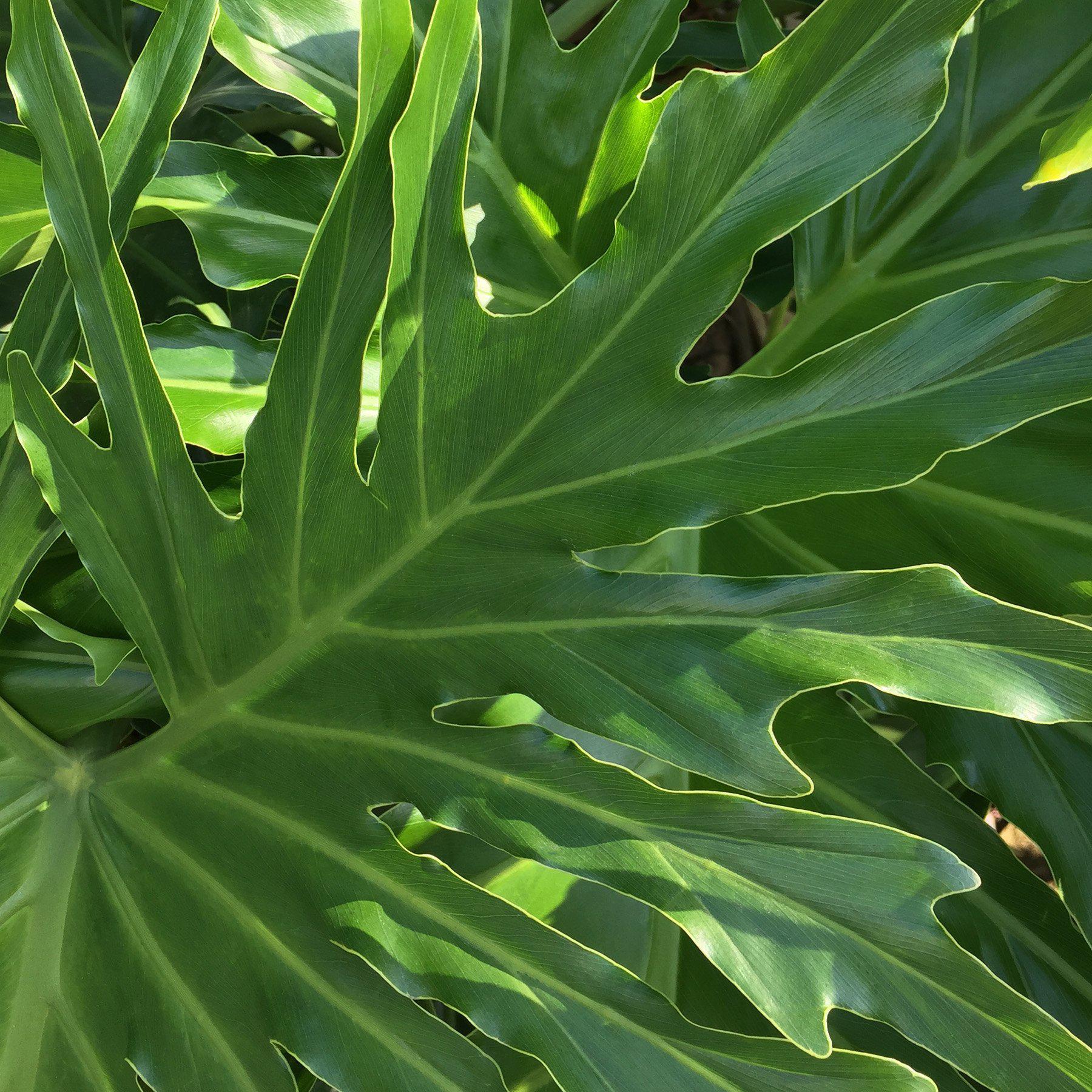 Philodendron 'Lickety Split' - 8" Pot-Indoor Plants-The Succulent Source