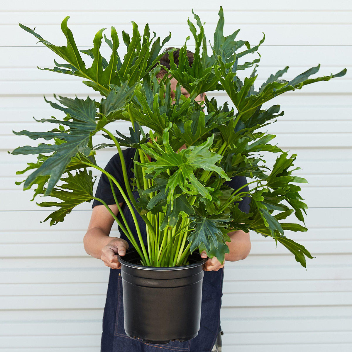 Philodendron 'Lickety Split' - 8" Pot-Indoor Plants-The Succulent Source