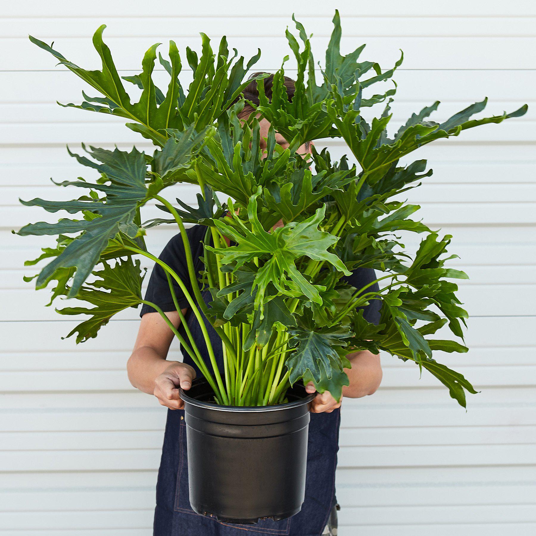 Philodendron 'Lickety Split' - 8" Pot-Indoor Plants-The Succulent Source