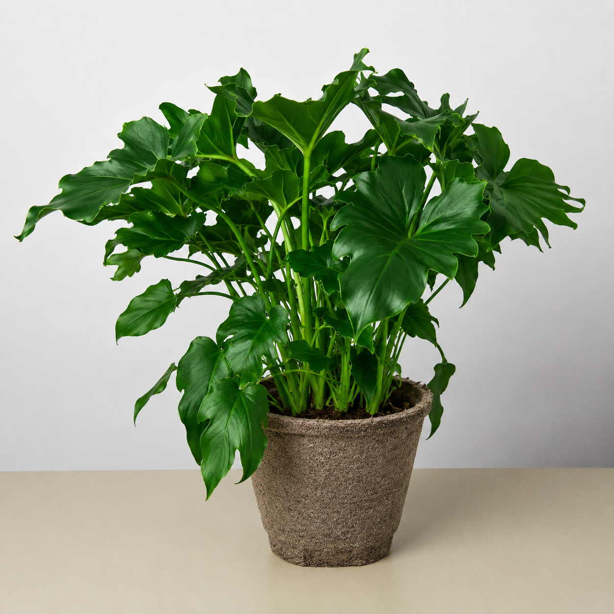 Philodendron Little Hope-Indoor Plants-The Succulent Source