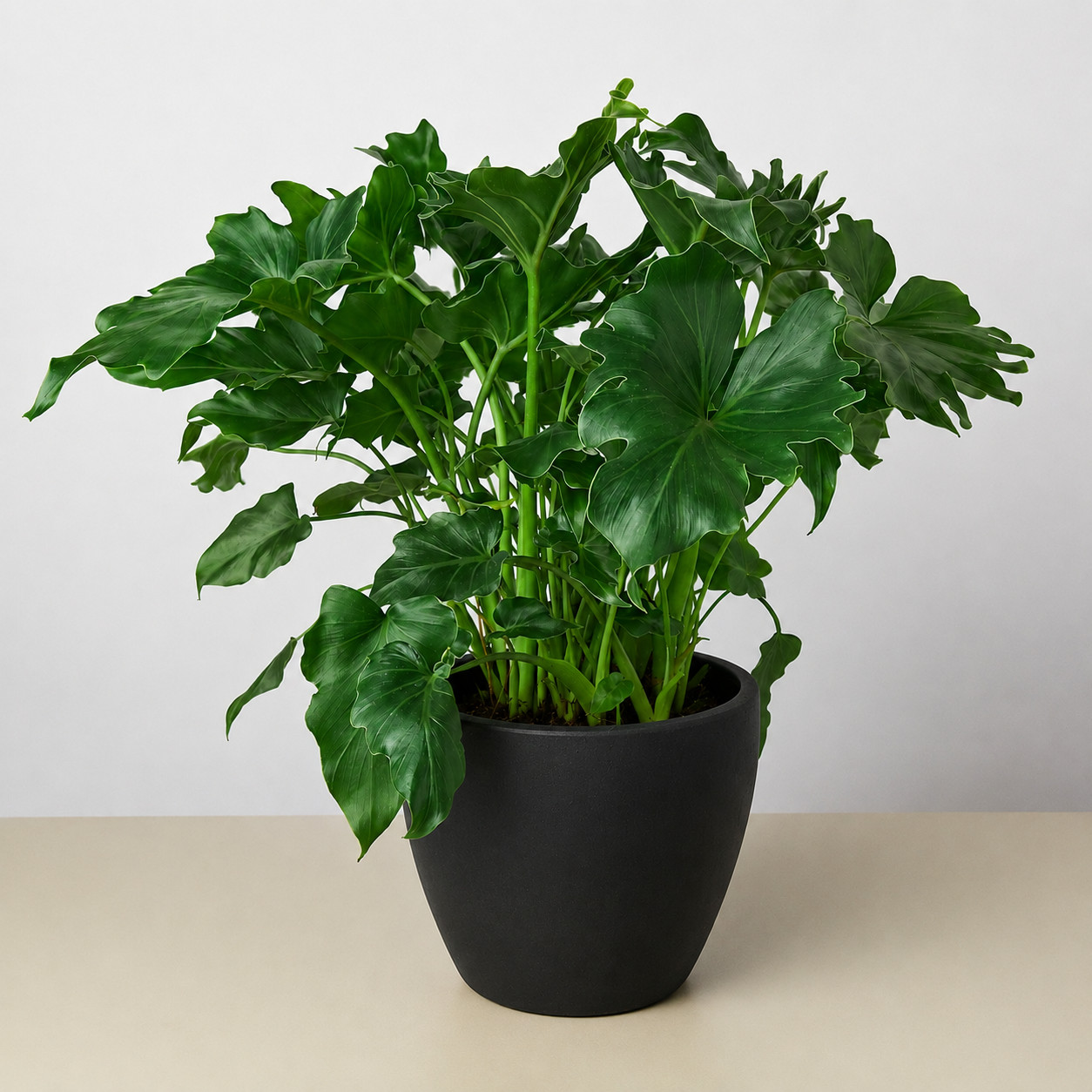 Philodendron Little Hope-Indoor Plants-The Succulent Source